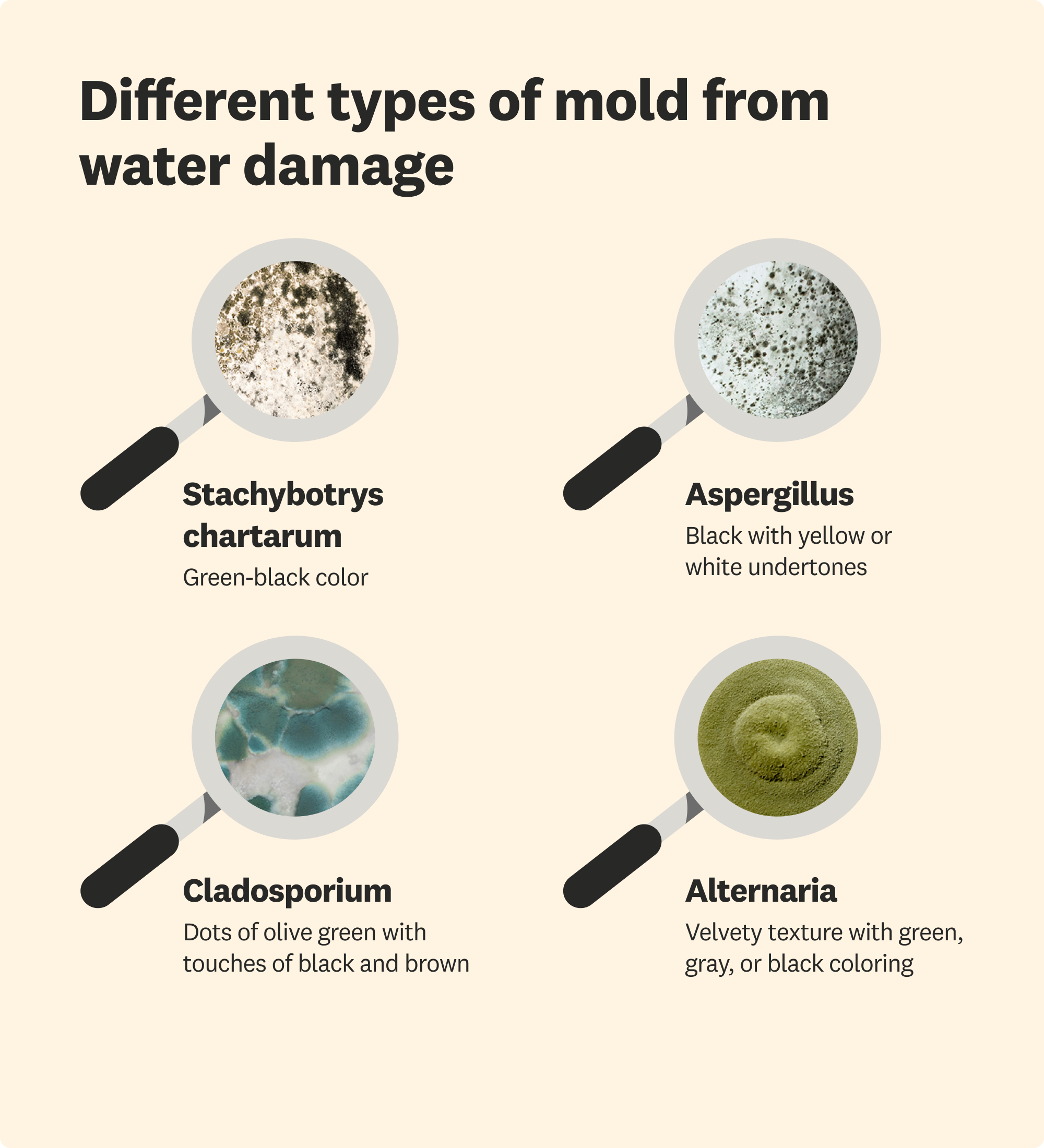 water damage mold types